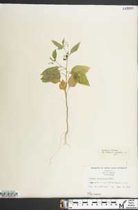 Solanum ptychanthum image