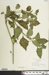 Solanum ptychanthum image