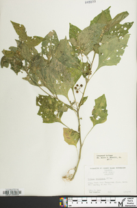 Solanum ptychanthum image