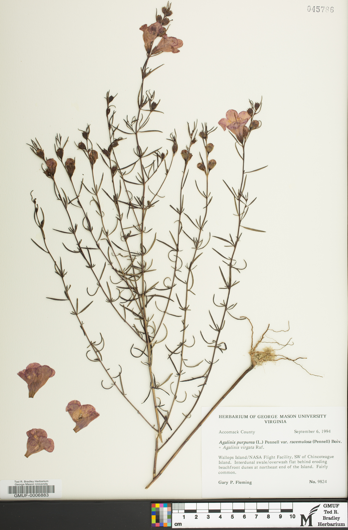 Agalinis purpurea var. racemulosa image