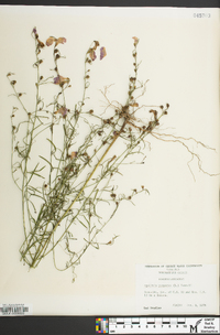 Agalinis purpurea image