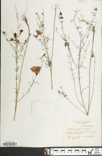 Agalinis purpurea image