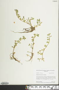 Bacopa monnieri image