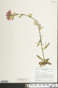 Castilleja coccinea image