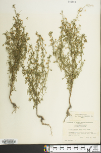 Chaenorhinum minus image