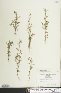 Chaenorhinum minus image