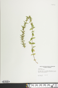 Sophronanthe pilosa image