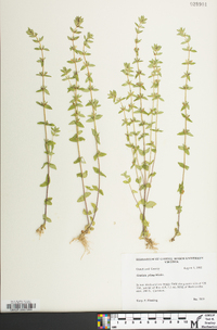 Sophronanthe pilosa image