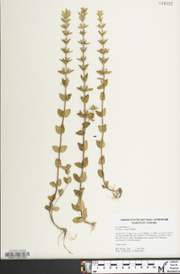 Sophronanthe pilosa image