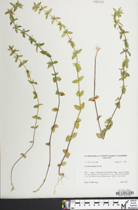 Sophronanthe pilosa image