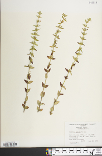 Sophronanthe pilosa image