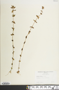 Sophronanthe pilosa image