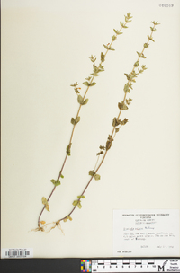 Sophronanthe pilosa image