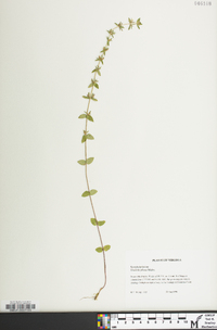 Sophronanthe pilosa image