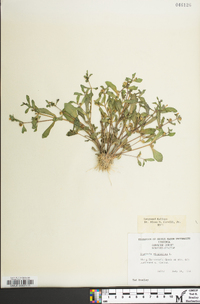 Gratiola virginiana image