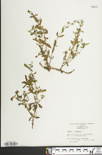 Gratiola virginiana image