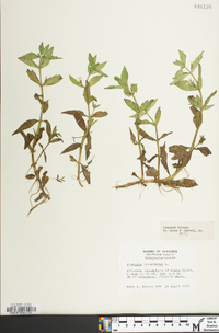 Gratiola virginiana image