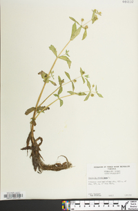 Gratiola virginiana image