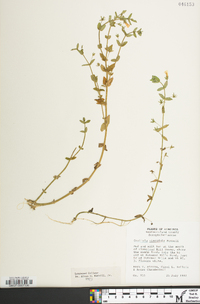 Gratiola viscidula image