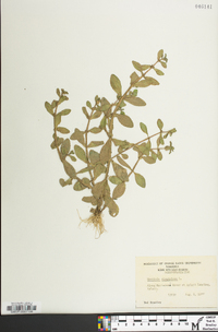 Gratiola virginiana image