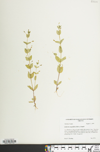 Lindernia dubia var. anagallidea image