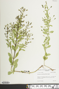 Mecardonia acuminata image
