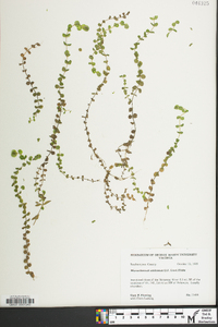 Micranthemum umbrosum image