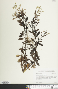 Mecardonia acuminata image