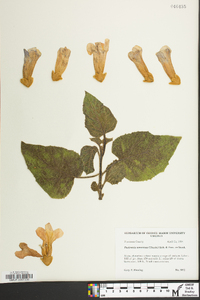 Paulownia tomentosa image