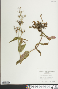 Penstemon canescens image