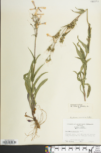 Penstemon canescens image