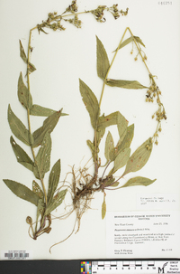 Penstemon canescens image