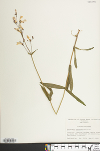 Penstemon canescens image