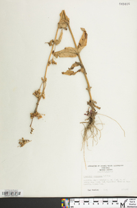 Penstemon canescens image