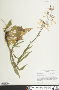 Penstemon hirsutus image