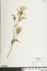 Penstemon laevigatus image