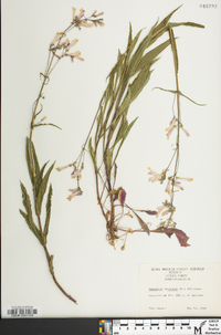 Penstemon hirsutus image