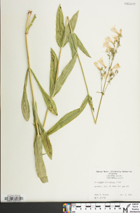 Penstemon laevigatus image