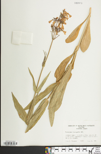 Penstemon laevigatus image