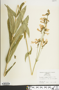 Penstemon laevigatus image