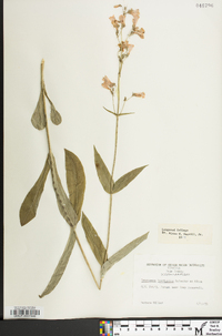 Penstemon laevigatus image