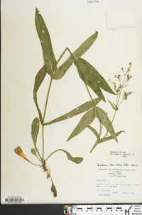 Penstemon laevigatus image