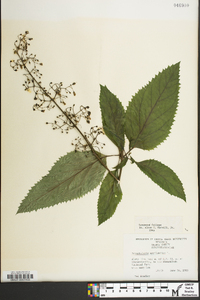 Scrophularia marilandica image