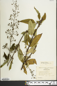 Scrophularia marilandica image