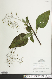 Scrophularia marilandica image