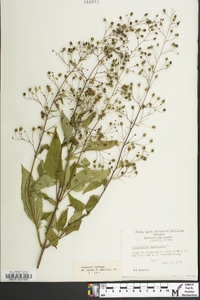 Scrophularia marilandica image