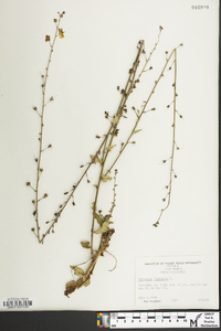 Verbascum blattaria image