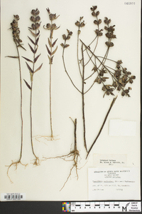 Tomanthera auriculata image