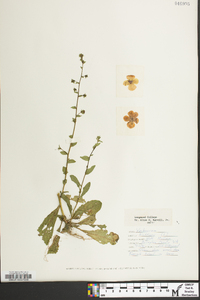 Verbascum blattaria image