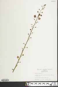 Verbascum blattaria image